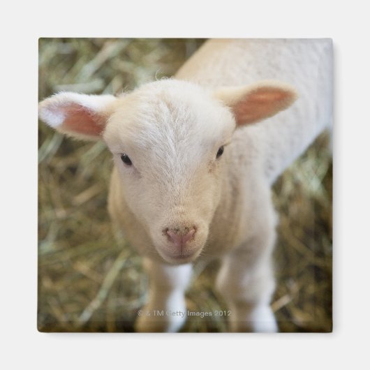 Baby Lamb Magneet (Voorkant)