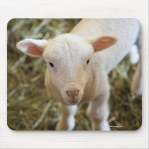 Baby Lamb Muismat