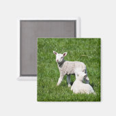 Baby lammeren magneet (Voorkant / Achterkant)