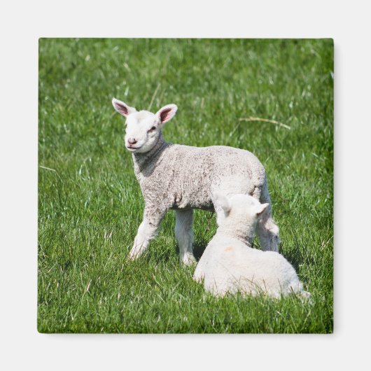 Baby lammeren magneet (Voorkant)