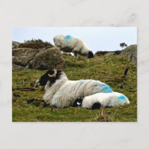 Baby lampjes slapen nabij het hout van Wistman Briefkaart