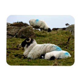 Baby lampjes slapen nabij het hout van Wistman Magneet