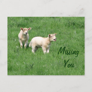 Baby lams Briefkaart-Ontbrekend U Briefkaart