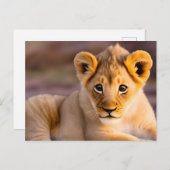Baby leeuw aan het gras briefkaart (Voorkant / Achterkant)