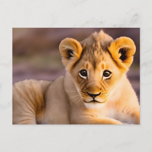 Baby leeuw aan het gras briefkaart (Voorkant)
