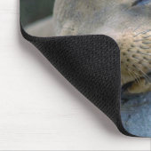 Baby leeuw, Galapagos-eilanden Muismat (Hoek)