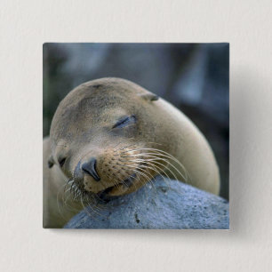 Baby leeuw, Galapagos-eilanden Vierkante Button 5,1 Cm