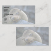 Baby leeuw, Galapagos-eilanden Visitekaartje (Voorkant / Achterkant)