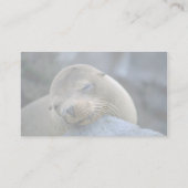 Baby leeuw, Galapagos-eilanden Visitekaartje (Achterkant)