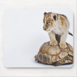 Baby leeuw op tortoise , witte achtergrond muismat