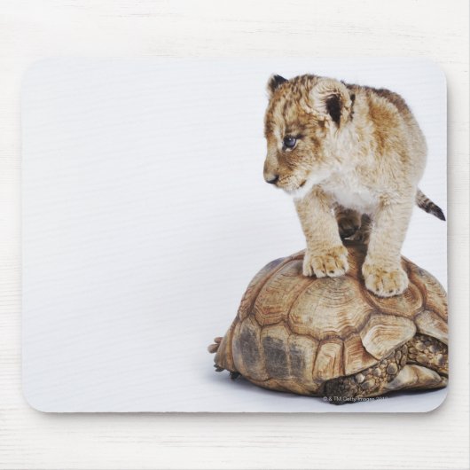 Baby leeuw op tortoise , witte achtergrond muismat (Voorkant)