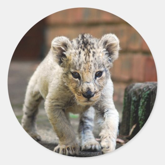 Baby leeuw ronde sticker (Voorkant)