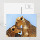 Baby leeuwen briefkaart (Voorkant / Achterkant)