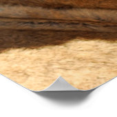 Baby leeuwen poster (Hoek)