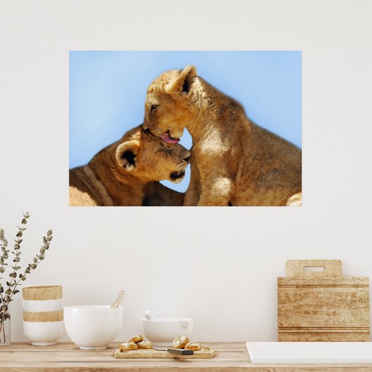 Baby leeuwen poster (Keuken)