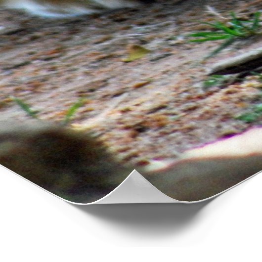 Baby leeuwenkub poster (Hoek)