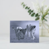 Baby leeuwenkubs briefkaart (Staand voorkant)