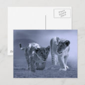 Baby leeuwenkubs briefkaart (Voorkant / Achterkant)