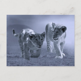 Baby leeuwenkubs briefkaart