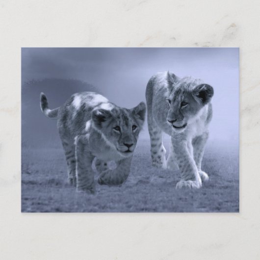 Baby leeuwenkubs briefkaart (Voorkant)