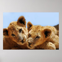 Baby leeuwenliefde
