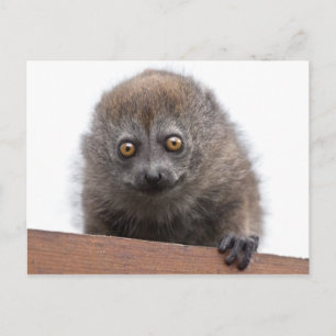 Baby Lemur Briefkaart