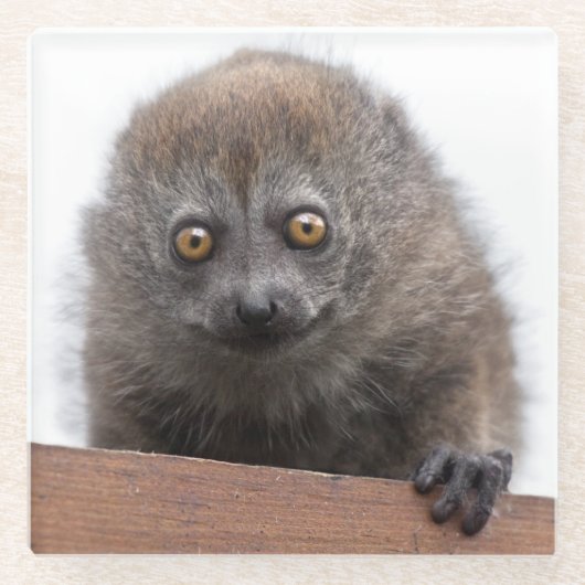 Baby Lemur Glas Onderzetter (Voorkant)