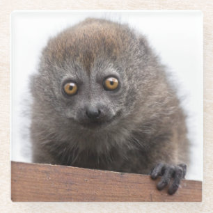 Baby Lemur Glass Onderzetter