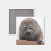 Baby Lemur Magneet (Voorkant / Achterkant)