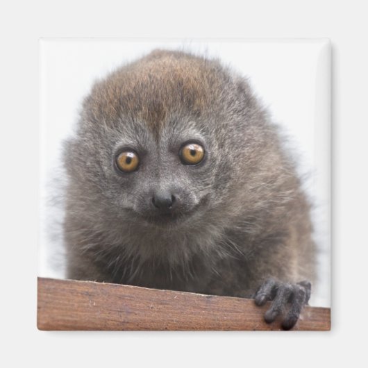 Baby Lemur Magneet (Voorkant)