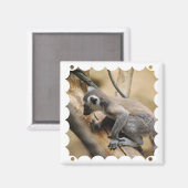 Baby Lemur Magnet (Voorkant / Achterkant)