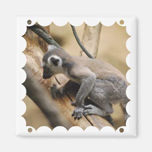 Baby Lemur Magnet (Voorkant)