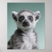 Baby Lemur Portret – Mooie Dieren Muur Kunst voor