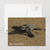 Baby-letherbackschildpad Briefkaart (Voorkant / Achterkant)