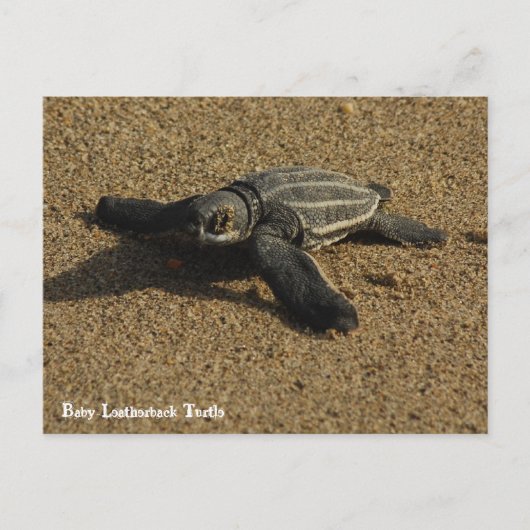 Baby-letherbackschildpad Briefkaart (Voorkant)