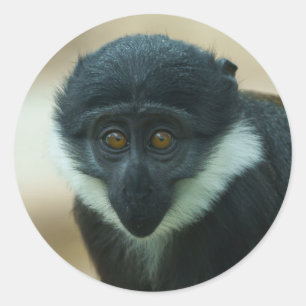 Baby L'Hoest Monkey Metal Print Ronde Sticker