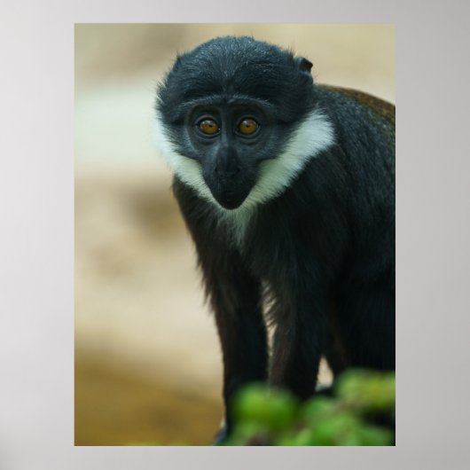 Baby L'Hoest Monkey Poster (Voorkant)