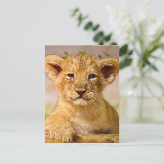 Baby Lion Cub Briefkaart (Staand voorkant)