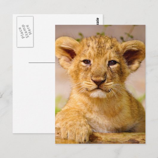 Baby Lion Cub Briefkaart (Voorkant / Achterkant)
