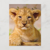 Baby Lion Cub Briefkaart (Voorkant)