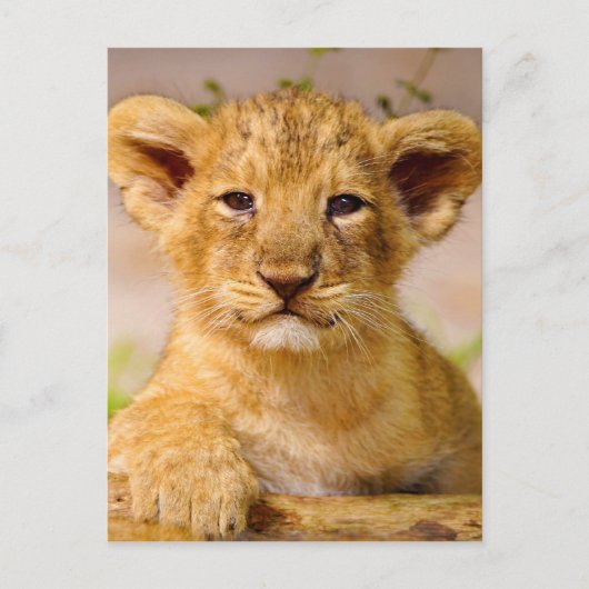 Baby Lion Cub Briefkaart (Voorkant)