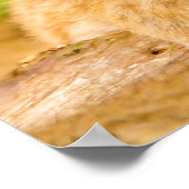 Baby Lion Cub Poster (Hoek)