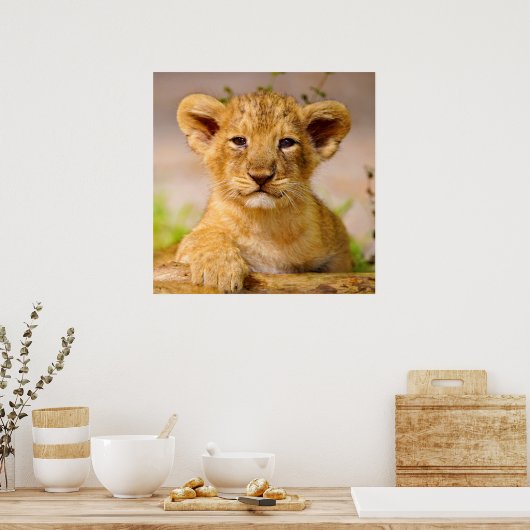 Baby Lion Cub Poster (Keuken)