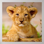 Baby Lion Cub Poster (Voorkant)