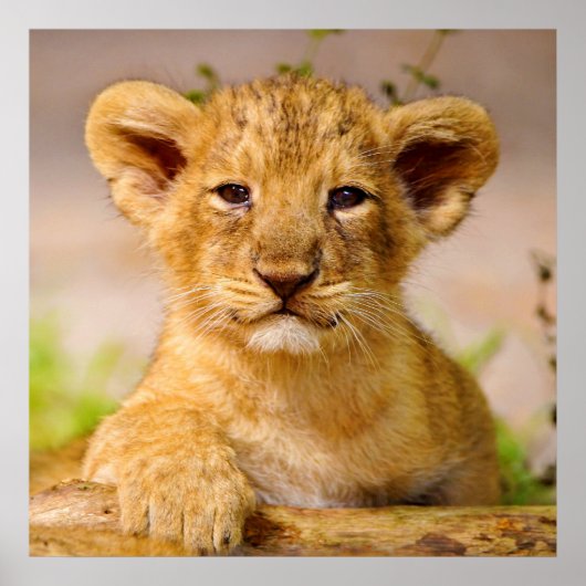 Baby Lion Cub Poster (Voorkant)