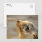 Baby Lion Face Briefkaart (Voorkant / Achterkant)