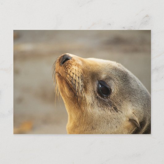 Baby Lion Face Briefkaart (Voorkant)