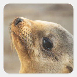 Baby Lion Face Vierkante Sticker