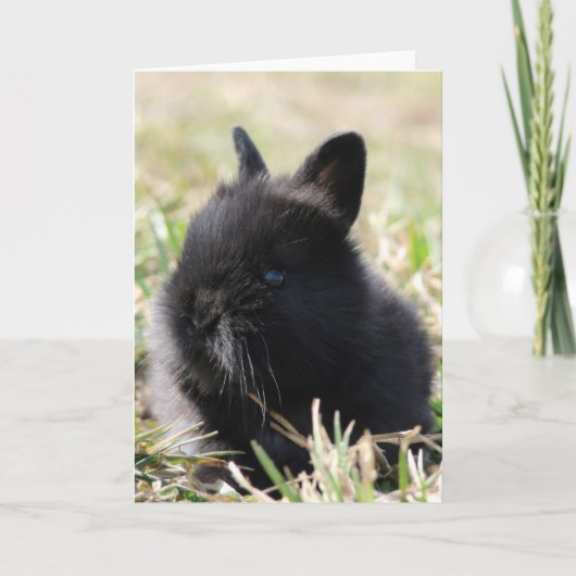 Baby Lionhead Bunny Kaart (Voorkant)