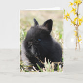 Baby Lionhead Bunny Kaart (Gele Bloem)